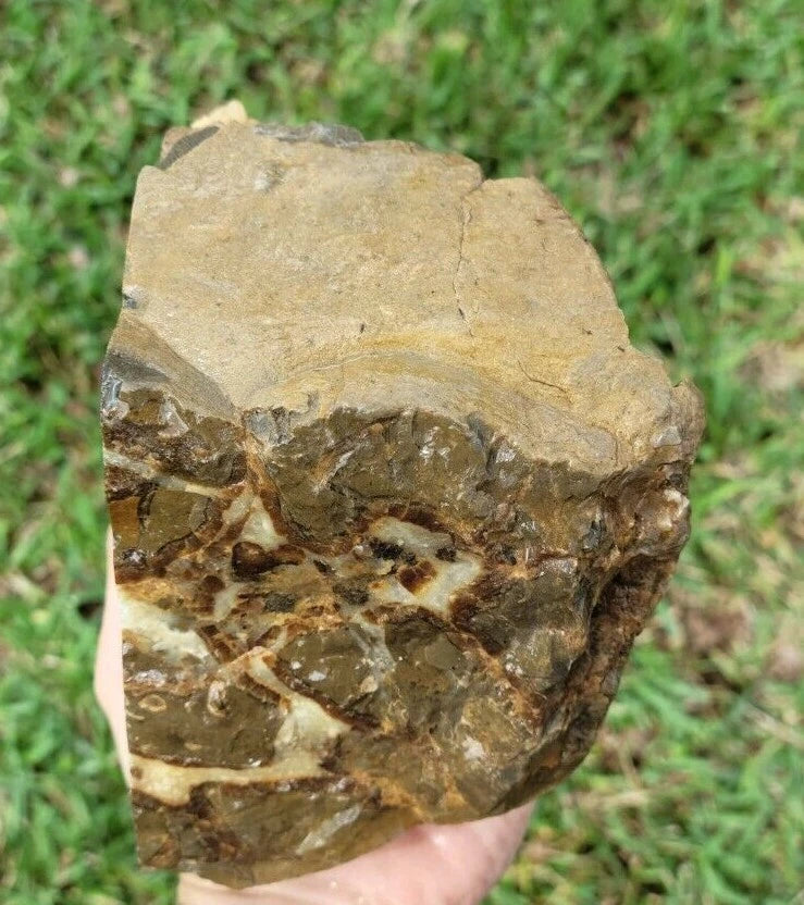 5.39 LB AAA Septarian Nodule Rough Geode Lapidary (S-GT)