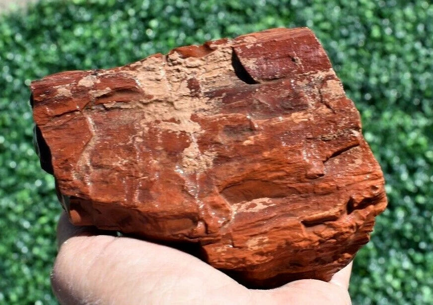 1.52 LB AAA AZ Red and Yellow Petrified Wood Rough Lapidary Specimen (BAZ)