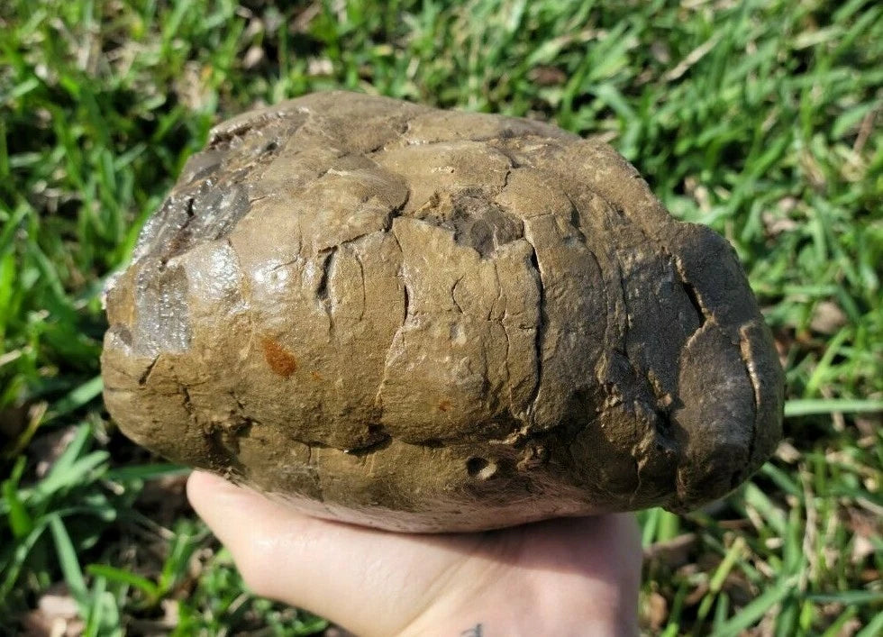 7.05 LB Septarian Nodule Rough Geode Lapidary (S-DSE)