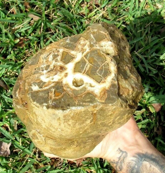 9.91LB Septarian Nodule Rough Geode Lapidary (S-MB)