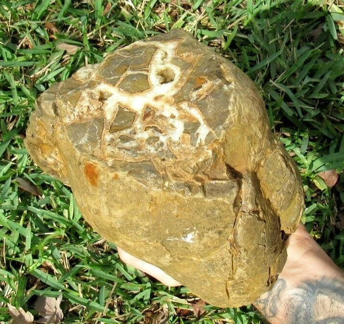 9.91LB Septarian Nodule Rough Geode Lapidary (S-MB)