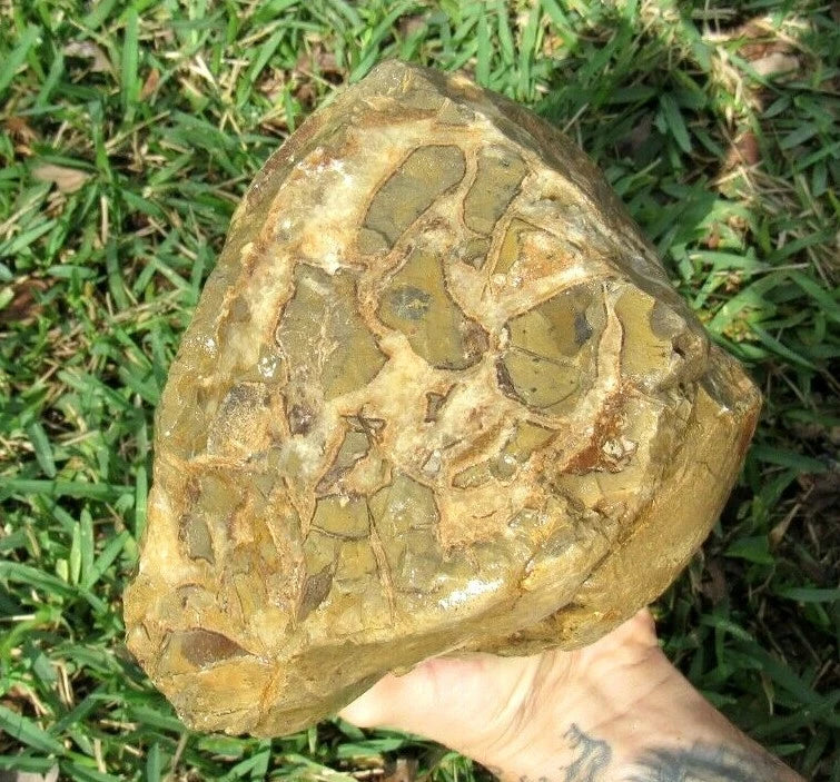 9.91LB Septarian Nodule Rough Geode Lapidary (S-MB)