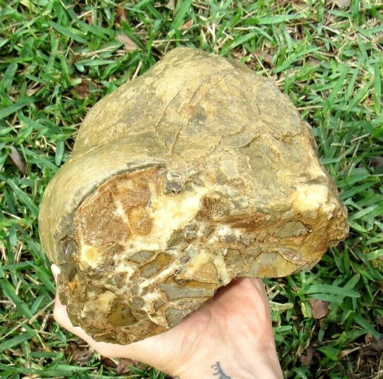 9.91LB Septarian Nodule Rough Geode Lapidary (S-MB)