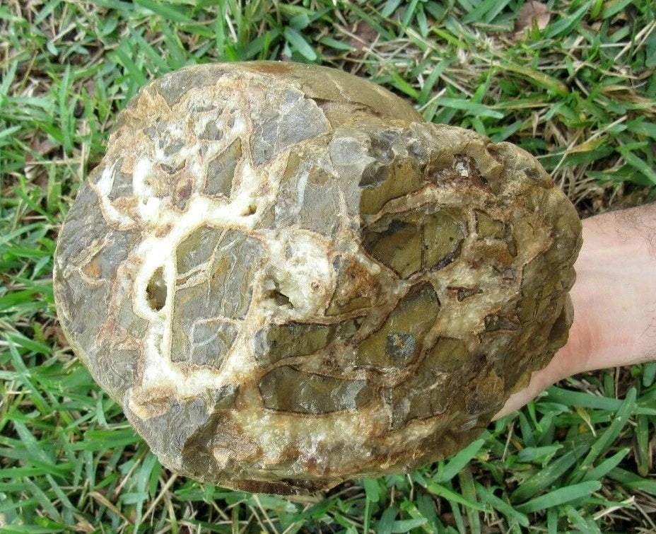 9.91LB Septarian Nodule Rough Geode Lapidary (S-MB)