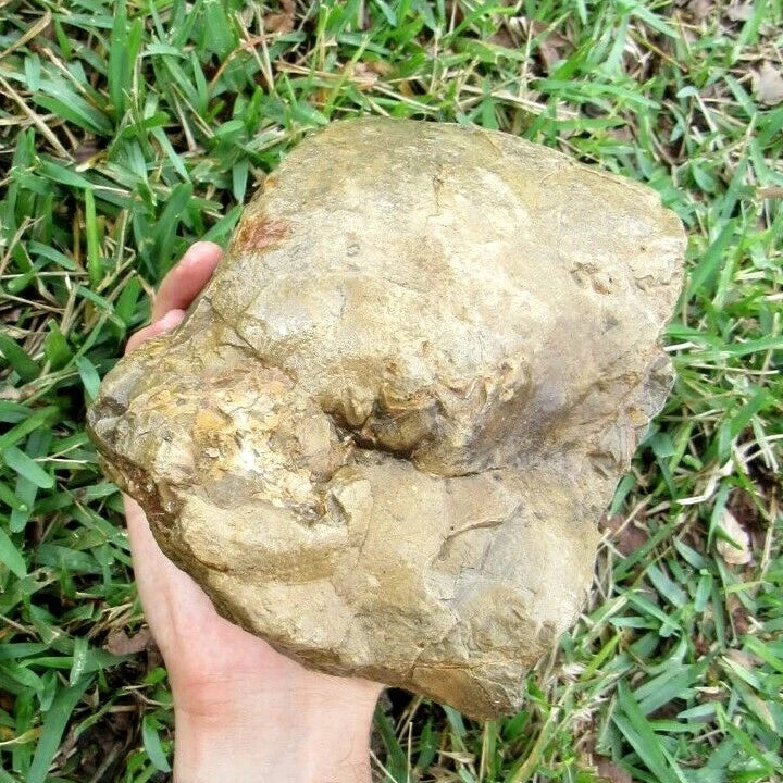 9.91LB Septarian Nodule Rough Geode Lapidary (S-MB)