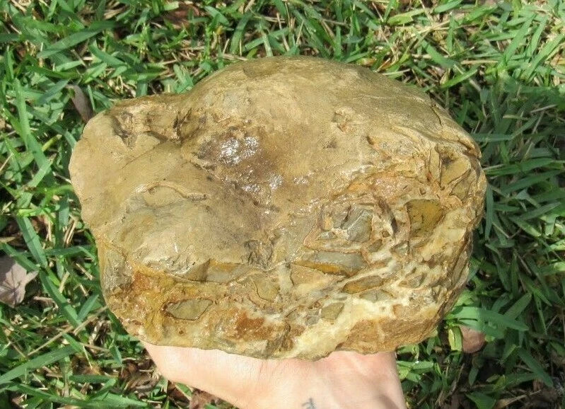 9.91LB Septarian Nodule Rough Geode Lapidary (S-MB)