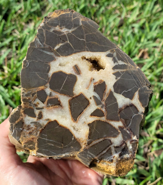 5.84 LB Septarian Nodule Rough Geode Lapidary (S-RJ)