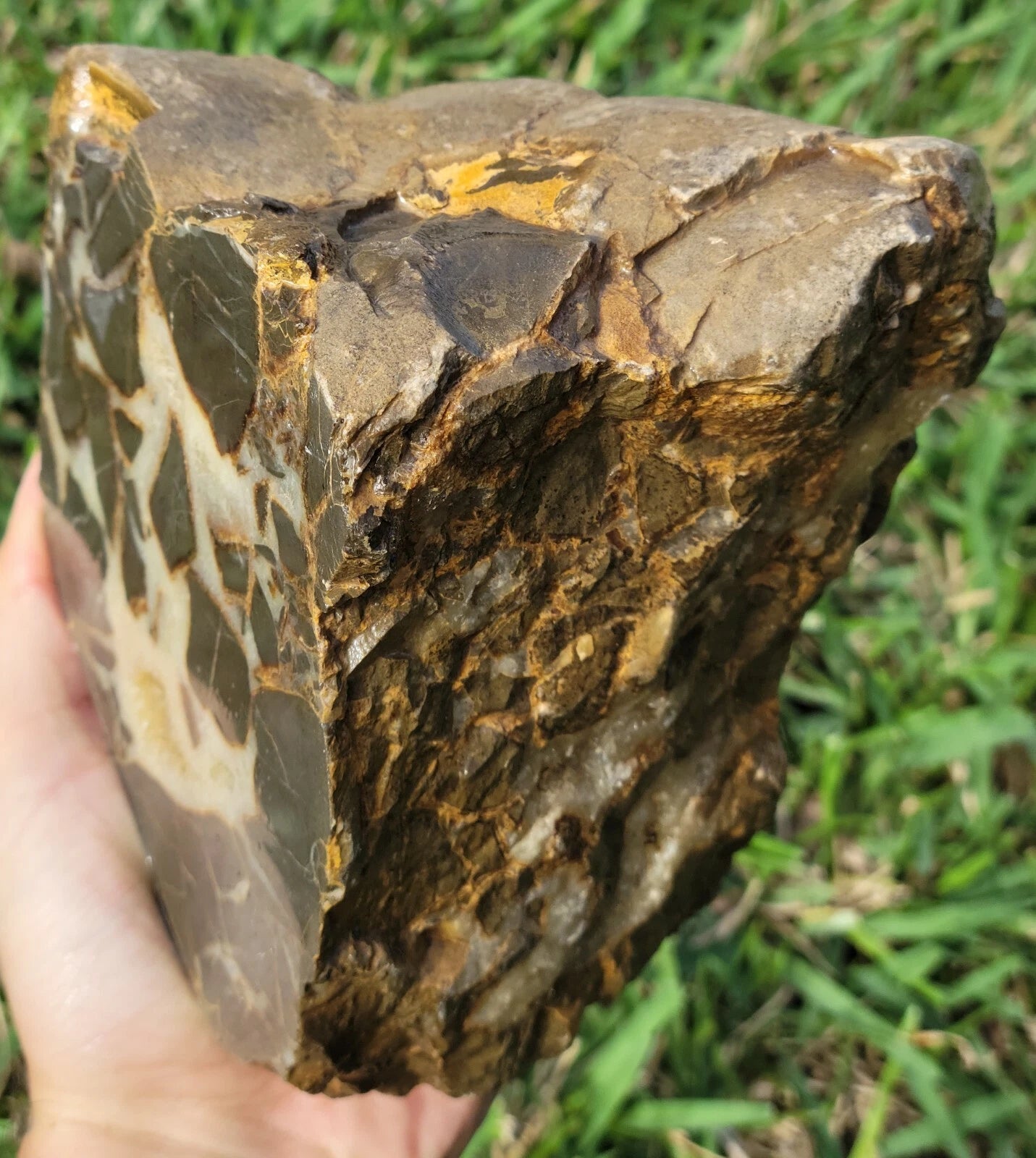 5.84 LB Septarian Nodule Rough Geode Lapidary (S-RJ)
