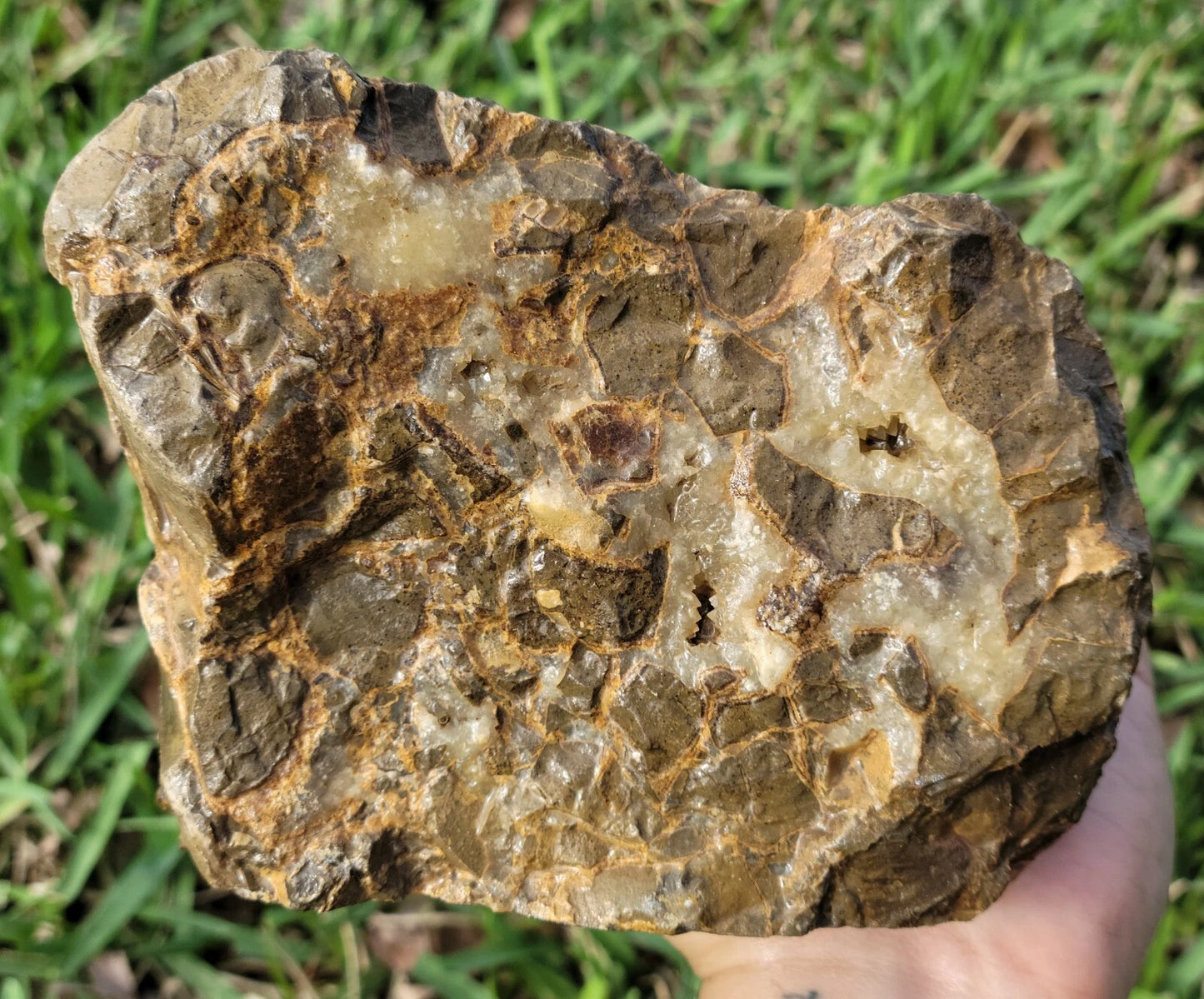 5.84 LB Septarian Nodule Rough Geode Lapidary (S-RJ)