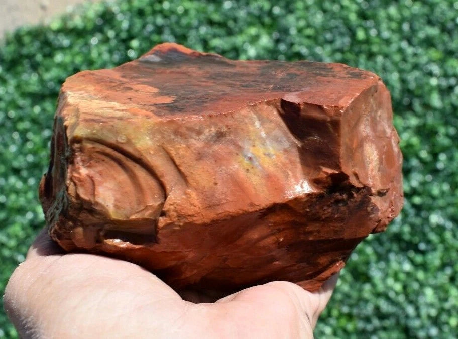 1.52 LB AAA AZ Red and Yellow Petrified Wood Rough Lapidary Specimen (BAZ)