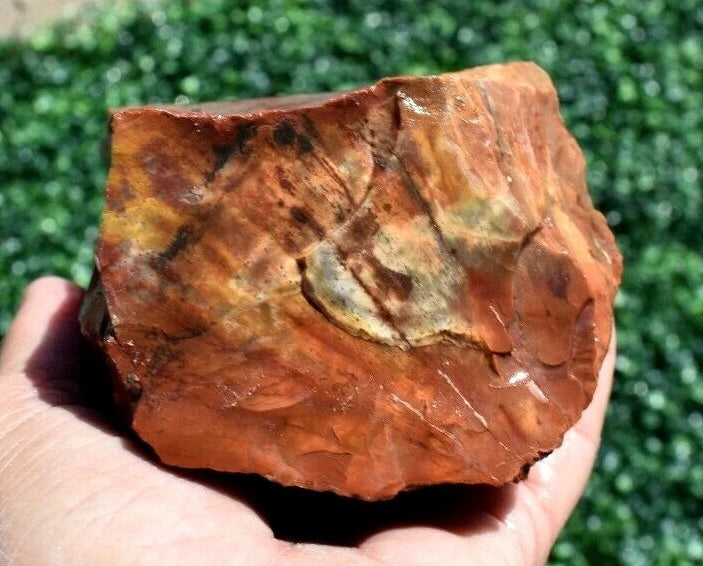 1.52 LB AAA AZ Red and Yellow Petrified Wood Rough Lapidary Specimen (BAZ)