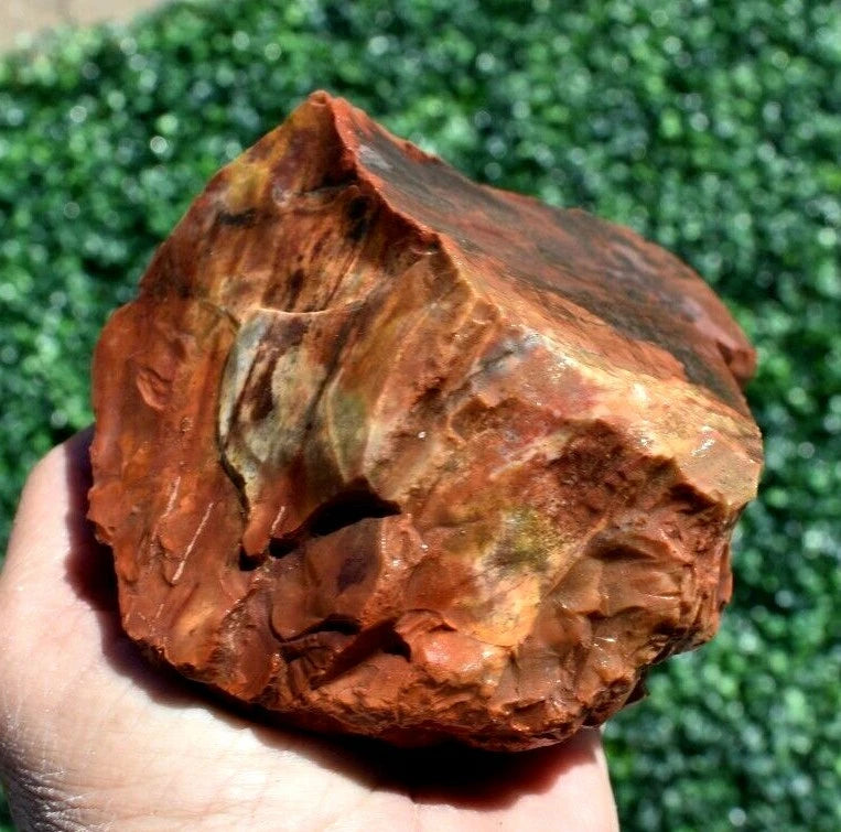 1.52 LB AAA AZ Red and Yellow Petrified Wood Rough Lapidary Specimen (BAZ)
