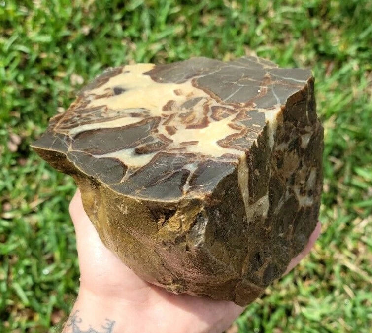5.39 LB AAA Septarian Nodule Rough Geode Lapidary (S-GT)