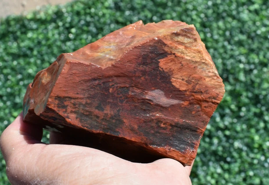 1.52 LB AAA AZ Red and Yellow Petrified Wood Rough Lapidary Specimen (BAZ)