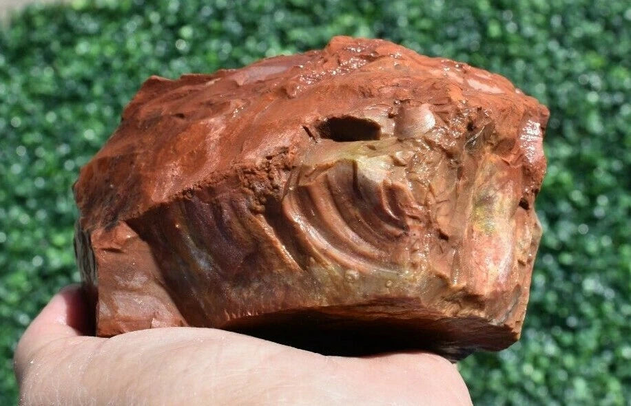 1.52 LB AAA AZ Red and Yellow Petrified Wood Rough Lapidary Specimen (BAZ)