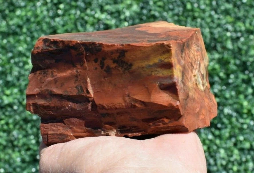 1.52 LB AAA AZ Red and Yellow Petrified Wood Rough Lapidary Specimen (BAZ)