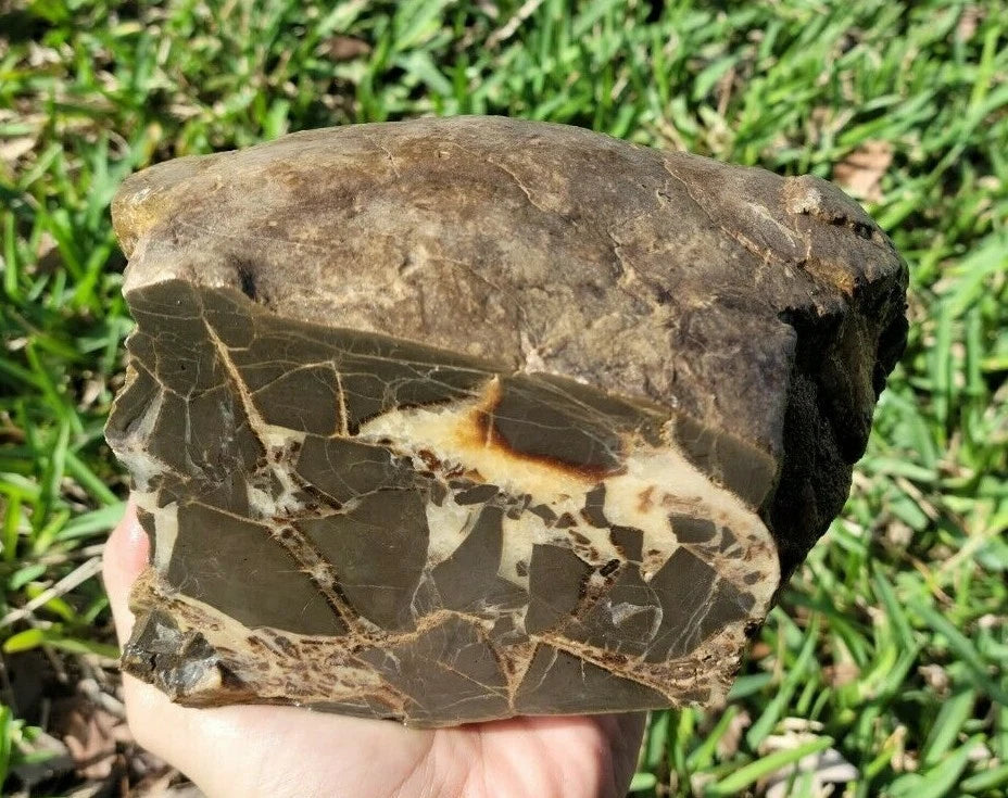 7.05 LB Septarian Nodule Rough Geode Lapidary (S-DSE)