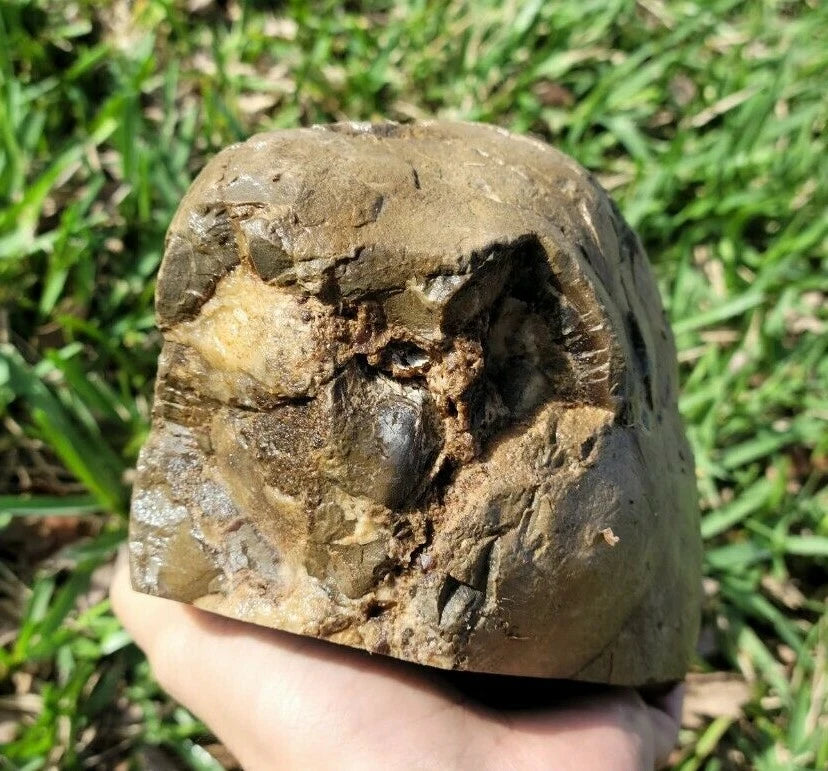 7.05 LB Septarian Nodule Rough Geode Lapidary (S-DSE)