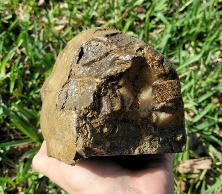 7.05 LB Septarian Nodule Rough Geode Lapidary (S-DSE)