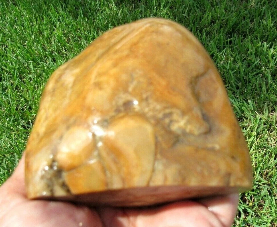 0.96 LB  Montana Agate Rough Lapidary Specimen (R-BE6)